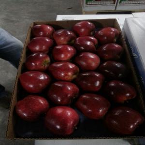  Mandarinas De La Mejor Calidad ,origen Valencia - fruits et légumes nous commençons la nouvelle campagne de pommes origine chili,  kiwis origine chili,  raisins origine pérou--mangue origine pérou,  avocat origine pérou, 