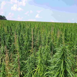  Large Gamme De Produits Chanvre Pologne - huiles bonjour, --nous cultivons et transformons le chanvre en une large gamme de produits en pologne- huile alimentaire,  fleurs,  cbd (huile,  distillat,  isolat),  cosm&eacute;tiques,  ch&egrave;nevotte et fibre pour diff&eacute;rentes applications. les marques qui se lancent et cherchent un produit cl&eacute;