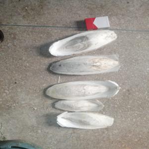  Cuttlefish Bone - fish existe cuttlefish bone dry origene morocco--size 15/20 cm 20/30 cm--grad a packaging sack 20 kg or carton 8 kg
