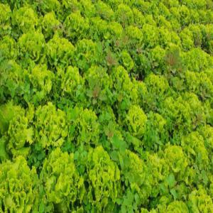  Salades Laitues Vendre - fruits et légumes salades laitues &agrave; vendre 0, 50cts ,  livraison possible dans l'est ainsi que photos par mail contacter