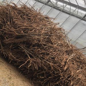  Paulownia Clones Séléctionnés. - horticulture plante biocarburant hybrides s&eacute;l&eacute;ctionn&eacute;s disponible pour expedition im&eacute;diate.--pr&eacute;commandes 2021.--ecoplante 374®--empress dynamite®--mat&eacute;riel de plantation,  plants,  racines,  exp&eacute;dition partout dans le monde.