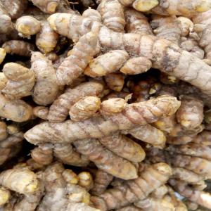  Gingembre Et Curcuma Frais - épices aromates bonjour, --je recherches des clients pour les d'épices (curcuma frais et moulu ; gingembre moulu et frais ). disponible en grande quantité.--