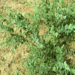  Feuille Et Poudre De Nguiera Senegalensis - matiere vegetale on l'appelle nguier (nguer) un wollof au sénégal. cette espèce est d'une importance vital dans la vie de nos jours car regorgeant de secret préventif et curatif.--nous en disposons d'une importante quantité et meme disponible en poudre. 