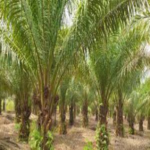 Vente de plantations de palmiers à Huile - Industrie exploitation des plantations de palmier à huile en vente avec différents papiers tels titre foncier,  certificat foncier,  certificat de propriété,  attestation de plantation dans toute la zone ivoirienne.