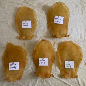  Fish Maw Sec - coquillage crustacé bonjour nous sommes une société qui met en contact  des clients et fournisseurs pour prendre un accord sur les produits en vente actulement nous disposons de 1ton de fish maw sec   de bonnes qualités a un prix favorable   super conservé  pour plus d'information laisse ton