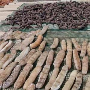 Concombre - coquillage crustacé j'ai plusieurs kilos de concombre de mer de bonne qualité. nous produisons en matière fraîche et sèche avec des prix adorables. nous exportons dans le monde entier,  pour plus d'informations laissez votre numéro whatsapp