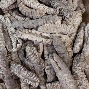  Concombre De Mer - coquillage crustacé nous avons des livres de concombre de mer de bonne qualité. nous produisons en matière fraîche et sèche avec des prix adorables. nous exportons dans le monde entier,  pour plus d'informations laissez votre numéro whatsapp