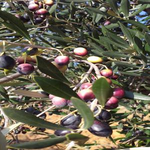  Huile D'olive Biologique Tunisien En Vente - huiles vente huile d'olive biologique vierge extra ,  issue du l’agriculture biologique,  sans additifs et sans adjonction d’autre huile,  de catégorie supérieure « extraite à froid » par procédé mécanique,  elle ne subit ni traitement chimique,  ni raffinage.  olive mo