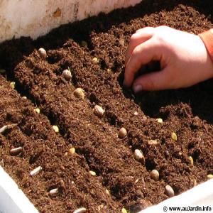 Semences Sélectionnées En Petits Paquets - semence graine plant nous mettons en vente de graines sélectionné pret à germer. nos semences sont minutieusement sélectionné et ont un taux de germination de 85%.elles sont emballés en petits paquets pret à etre rapidement acheminé. disponible par paquets de 100 , 