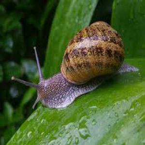  Prix Des Naissains D'escargot Pour Mon Cheptel - coquillage crustacé je cherche un fournisseur des naissains d'escargot pour mon projet que je souhaite démarrer au maroc--          --