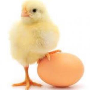  Poussin Pondeuse - animaux vivants je recherche un fournisseur en république démocratique du congo (kinshasa/limete),  j'ai besoin de 500 poussins pondeuses pour mon poullailer.--