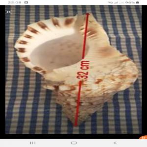  Coquillages Géant - coquillage crustacé coquillage naturelle issu de l'atlantique au sud du dakhla d'une longueur 32cm --pou plus d'infos contactez moi 