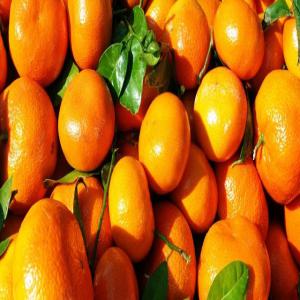  Mandarines - fruits et légumes bonjour, ----nous avons des mandarines disponibles au maroc. nous exportons partout dans le monde. prix int&eacute;ressant et bonne qualit&eacute;.----n'h&eacute;sitez pas &agrave; nous contacter.----cordialement 