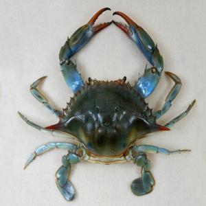  Crab Bleu - fish bleu crab first quality very good price from the producer directly from tunisia--mediterean high quality bleu crab--please contact me asap.