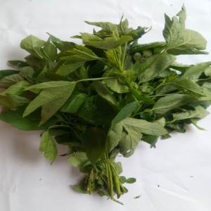  Vends Ngai-ngai Ou Gnatou Ou Feuilles De Bissap - fruits et légumes --vends  feuilles de bissap blanc ou ngai-ngai ou gnatou----arrivage  feuilles de bissap blanc ou gnatou  ou ngai-ngai----arrivage  feuilles de bit&eacute;ku-t&eacute;ku ou font&egrave;t&egrave;----arrivage  feuilles de n'dol&eacute; ou aloma----arrivage feuilles d'aubergines  bilolo ----arrivage fe