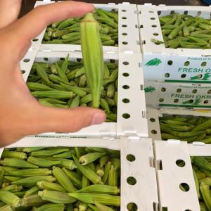  Vente De Fruit Et Legumes Gombos, Piment,... - fruits et légumes vente de produits exotiques africains.--produits pour magasin exotique - piment,  gombos,  aubergines africaines,  banane plantain,  igname,  manioc,  patate douce,  ... en gros,  en demi-gros,  et à de bon prix.----- piment frais antillais--- piment frais végétarien--- gombos--- aubergi