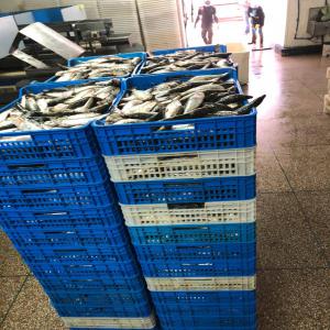  Vente De Poissons En Gros (sardine Hgt, Maq....) - poissons nous sommes des fournisseurs de poissons en gros situé sur dakhla au sud du maroc , spécialisé généralement en poisson pélagique congelé précisément - ----- sardine hgt--- sardine animal--- latcha --- maquereau --- mulet cabot (bouri)----
