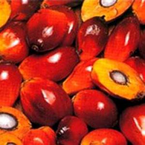  Pur Huile Rouge - huiles je suis un professionnel en production de l'huile rouge dont je cherche des client et des partenaires