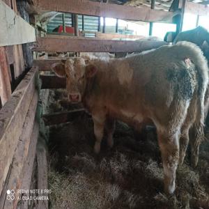  Vendre Broutards Race Charolaise Eleves Naturel - animaux vivants a vendre broutards race charolaise élevés en prairie naturelle exclusivement.--me contacter pour précisions.----