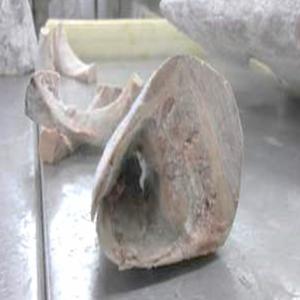  Tetes De Thon Pour Appats/tuna Head As Bait - poissons nous recherchons pour un client anglais des tetes de gros poissons (thons,  autres) pour appâter des crabes pechés au casier;--prix c&f grimsby uk--on behalf of a british fisherman,  we are looking for tuna heads (or any other large fish) to be used as bait for crabs.--prices to be c&f gr