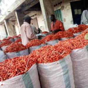  Disponible Du Piment Rouge Long Sèche - épices aromates nous disposons de piment rouge long sèche,  intéressé contactez whatsapp--piment rouge long sèche du bénin disponible
