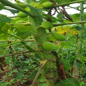  Je Suis Producteur De Papaye Solo - fruits et légumes je suis en côte d'ivoire. je suis producteur de papaye solo,  pouvant produire 15 tones par semaine c'est des variétés de qualité. je désire vendre en cote d'ivoire et dans la sous région
