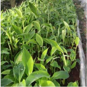  Semence De Bananier Plantain(pif) Grande Quantité - semence graine plant mets à la disposition de tous une large gamme de plantes amélioré de bananier plantain (pif) pour concrétiser tout vos projets agricoles. nous livrons à l'intérieur mais aussi à l'extérieur du cameroun et ça en très grande quantit