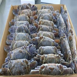  Blue Swimming Crab - fish hello good day --we are seafood company we export all kinds of seafood and blue swimming crab any interested contact us