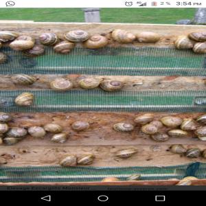  L'escargot - animaux vivants bonjour--je suis un fournisseur des l'escargots et je  cherche des fournisseurs pour transporter le produit des l'escargots n'hésitez pas de me contacter pour plus d'infos.