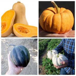  Pumpkin - fruits and vegetables we are looking for customers / partners for our main pumpkin,  butternut variety.--we have custom gauges,  large quantities weekly.--we also have other smaller pumpkins.--other products- raspberry,  blueberry,  physalis,  blackberry,  chayote.--origin portugal