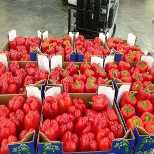  Légumes, Fruits Et Poissons Frais Du Maroc. - fruits et légumes bonjour messieurs,  nous sommes une société de négoce basée au maroc. nous sommes fiers de vous servir dans vos besoins en sourcing de marchandise avec un rapport. qualité et prix compétitifs. pour spécifier votre demande veuillez consulter la liste de