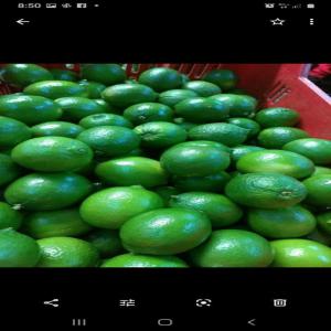  Lima Vert Pour Exportation - fruits et légumes bonjour nous sommes fournisseur de limon verts origine perou lima--par conteneur ,  nous livrons partout dans le monde--cif tout port--nous cherchons des clients sérieux --merci de nous contacter--