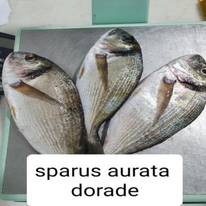  Différents Espèces Des Poissons - poissons tous types des poissons( daurade,  saumon,  loup,  maquereaux,  thon,  salamon...)disponibles avec transport dans 24 heures selon la demande par semaine ou par mois
