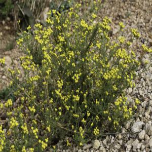  Tanacetum Annuum Seeds - seed plant seed i'm searching for blue tansy - tanacetum annuum seeds (1g). please contact me for an offer. thank you!