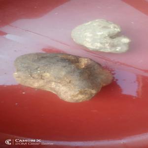  Champignon Truffe - champignon levure nous recherchons des partenaires qui peuvent nous représenter partout dans le monde pour vendre nos champignons truffes et divers produits 
