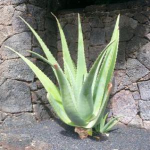  Fournisseur /grossiste Jus Aloe Vera Bio - boissons non alcolisée pur jus d'aloe vera conventionnel et certifié biologique.--vente en gros et en vrac--livré dans toute la france--origine espagne--très grande qualité,  avec ou sans pulpe
