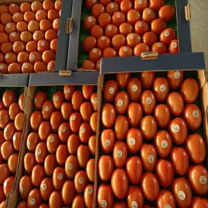  Fruits Et Légumes Du Saison. - fruits et légumes contact&eacute; nous concernant tous produits agricoles et agroalimentaires. --fruits et l&eacute;gumes fra&icirc;ches du saison. --fruits et l&eacute;gumes s&eacute;ch&eacute;es. --autres produits conserv&eacute;s et transform&eacute;s. 