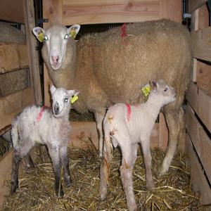  Mouton Agneaux Meilleur Prix Laid/viande Hallal - animaux vivants mouton - agneaux prix imbatable - ideal pour laid--quantiter dispo 300+--je m'occupe d'export entre la pologne et la france de tout type de betails,  le transport evidement aussi.--vente par societer facture proforma+contrat,  possibiter d'etre sur place lors de la transaction et verifier que tout soi