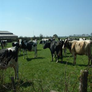  Recherche Client Bovin Race Mixte Prix Imbattable - animaux vivants fournisseur de bovins dans l'europe enti&egrave;re depuis la pologne,  --nous recherchons activement des acheteurs interessers,  nous proposons de differentes races bovines- &agrave; viande,  laiti&egrave;res et mixtes. on s'occupe du transport depuis la pologne a prix imbattable,  conditions de transpo
