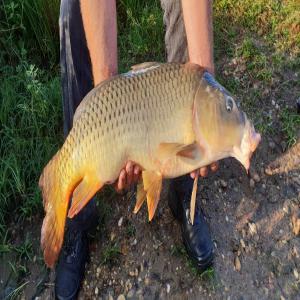  Recherche Acheteurs Poisson Eau Douce Vivant - poissons nous rechercons activement des acheteurs de poissons d'eau douce pour elevages ou autres,  --carpe (specimen 20kg+ dispo),  brochet,  esturgeon,  sandre,  silure,  gardon,  carassin,  truite... --quantiter dispo en fonctions des fournisseurs avec lesquels nous travaillons,  on s'occupe evidement du transport