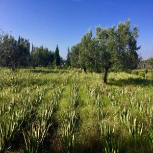  Aloe Vera Gel - huiles nous disposons d'une plantage d'aloe vera et nous sommes à la recherche de potentiel clients.--gel aloe vera à 10€/litre négociable capacité de production de 5000 à 50000 litres et plus.
