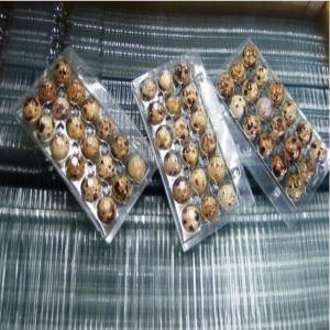  Barquette Emballage Oeufs De Caille - conditionnement bonjour,  nous sommes une soci&eacute;t&eacute; marocaine. nous vendons les boites &agrave; oeufs de caille - 18 &oelig;ufs de caille chacune en mati&egrave;re plastique de qualit&eacute;.--vendues 700 pcs par cartons. pour toute demande ou information merci de nous contacter.