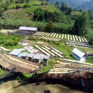  Café Robusta Arabica Prix Cif/fob - café cacao thé nous fournisseur de produit alimentaire agricole. nous disposons des plantation de caf&eacute; arabica et robusta en r&eacute;publique d&eacute;mocratique du congo. nous avons de grande stock de caf&eacute; de qualit&eacute; destiner au march&eacute; international. nous pouvons adapter nos offres se