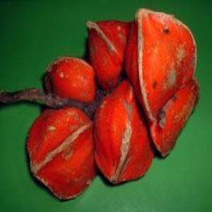  Vente De Thaumatococcus Daniellii - fruits et légumes nous sommes en mesure de vous fournir en grandes quantités maintenant. nous pouvons fournir une large gamme de thaumatococcus daniellii.--ces protéines sont des édulcorants naturels plus que du sucre. bien que très sucré,  le goût de la thaumatine est nettemen