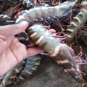  Crevettes Tigrèes Geantes - coquillage crustacé bonjour nous mettons en vente des crevettes black tiger geantes  pouvant atteindre 15cm.--nous livrons partout en europe et en asie et de grosses quantitès --prix 35€ le kilogramme