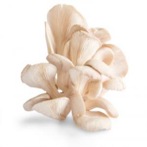  Pleurotes Vendre Grande Qualité Et Bon Prix - champignon levure dans la ferme de culture de champignons,  les pleurotes sont cultiv&eacute;s tout au long de l ann&eacute;e.--gr&acirc;ce &agrave; plus de vingt ans d exp&eacute;rience,  nous sommes en mesure de fournir &agrave; nos partenaires des champignons caract&eacute;ris&eacute;s par des valeurs nutritionnelle