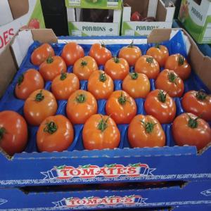  Tomate - fruits et légumes notre sté import export sarl vous offrir des tomates origine maroc. bonne qualité et meilleur prix.--we can offer tomatos from morocco.--good quality and best price.--