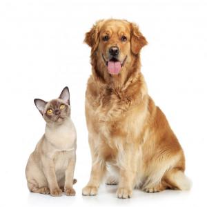  Fournisseur D'aliments Et Accéssoirs - aliments pour animaux bonjour--je recherche une marque d'aliments et d'accessoires pour animaux de compagnie pour le marché marocain.--les aliments et accessoires doivent etre aux normes européennes et eur1.--afin de la distribuer sur l'ensemble du territoire --