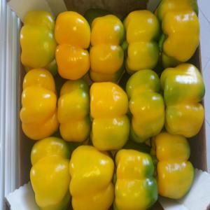  Poivron Jaune - fruits et légumes le poivron jaune qui est la deuxième étape de la vie du poivron il se caractérise par un goût sucré et un goût doux mais sa présence est moins rare sur le marché que les poivrons verts et rouges.quand aux vitamines qu'il contient de vitamine a et
