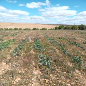  Les Racines D'iris - matiere vegetale nous avons une quantité d'iris plantée sur notre ferme il y a environ 4 ans et ses racines sont pretes à extraire son beurre,  si vous etes intéressé veuillez me contacter pour plus d'informations
